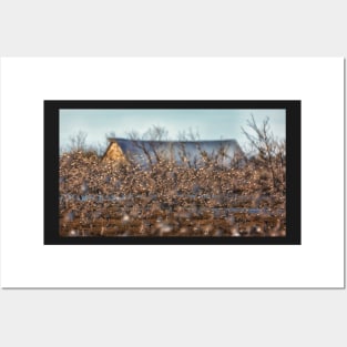 A Few Birds Flying in Front of an Old Barn Posters and Art